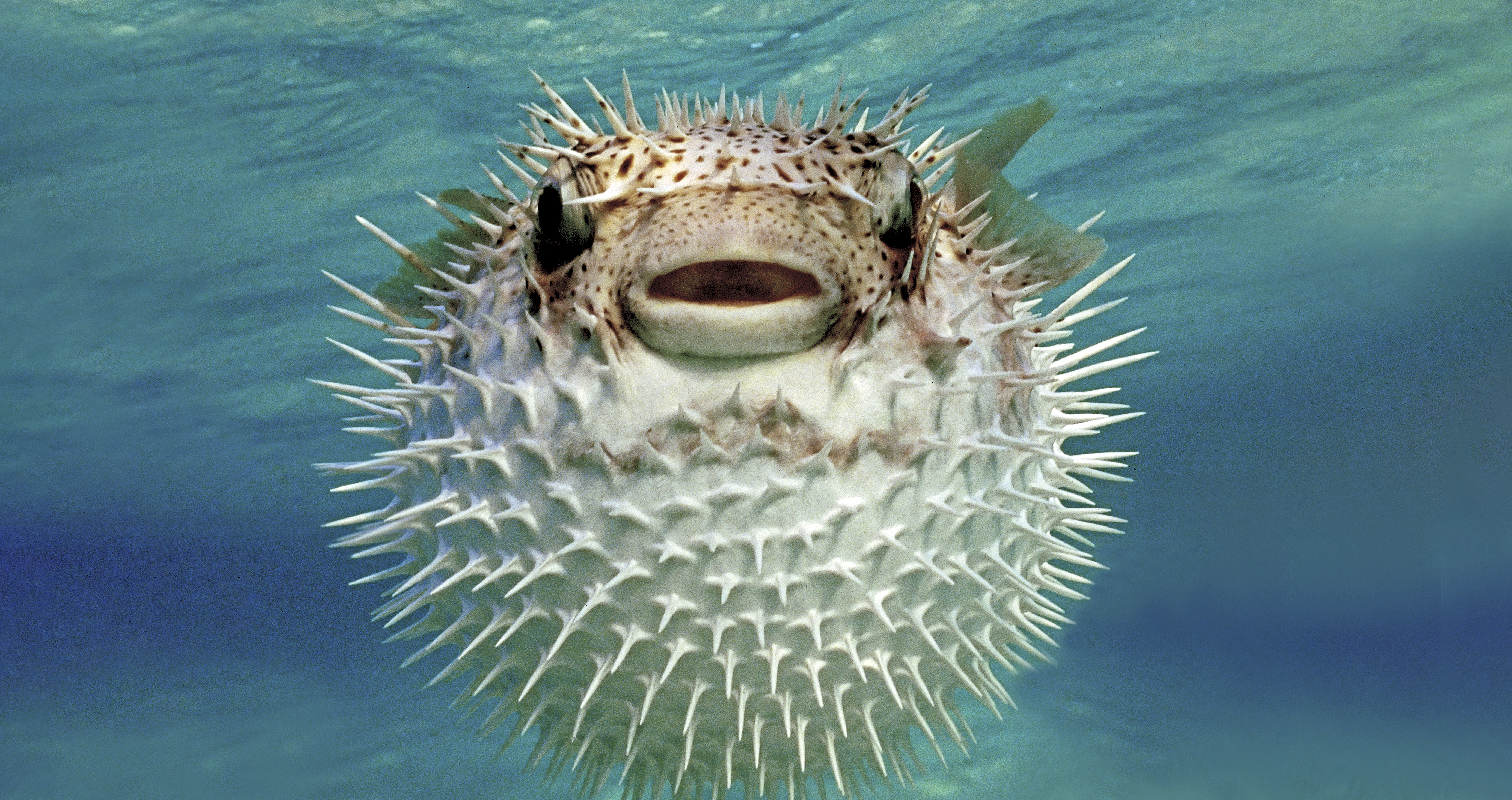 Puffer Fish - Credit: Todd Gustafson. Download a zipped file of promotional materials in the Additional Assets section below.